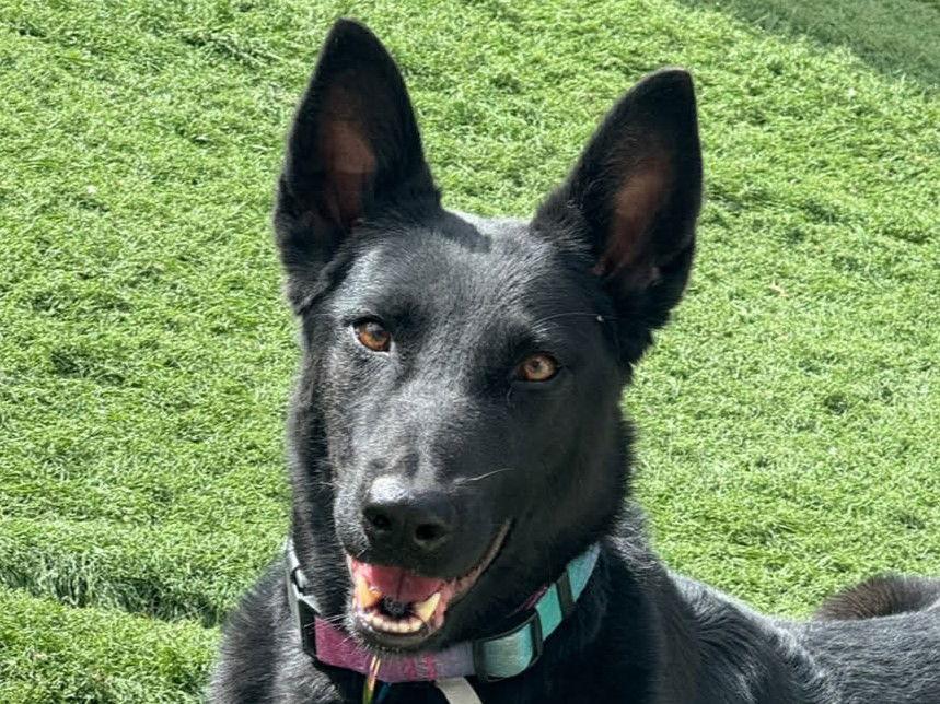 Mali, a Adoptable Belgian Shepherd / Malinois in Cookeville, TN image 3/4