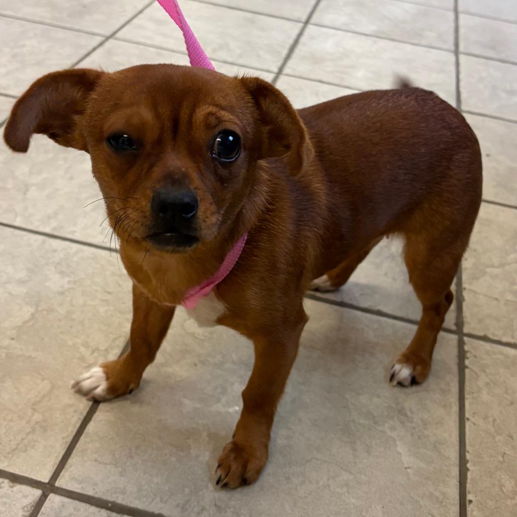 Holly Dolly, Adoptable, Young Female Mixed Breed.