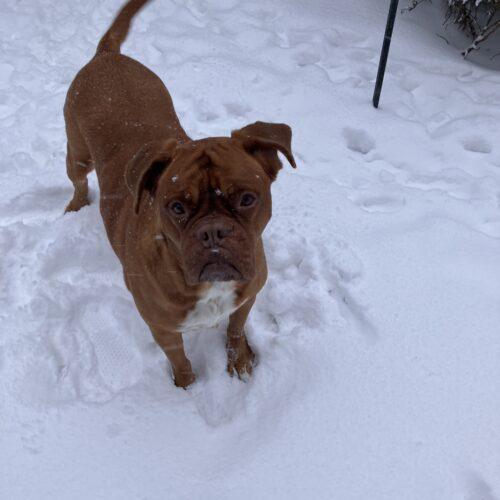 Stella, a Adoptable Dogue de Bordeaux in Howell, MI image 1/3