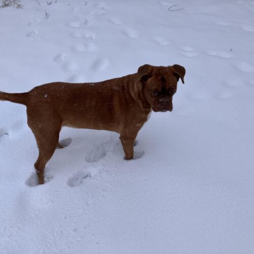 Stella, a Adoptable Dogue de Bordeaux in Howell, MI image 2/3