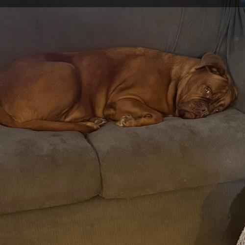 Stella, a Adoptable Dogue de Bordeaux in Howell, MI image 3/3