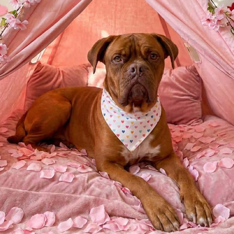 Enlarge Stella, a Adoptable Dogue de Bordeaux in Welch, MN image 1/4
