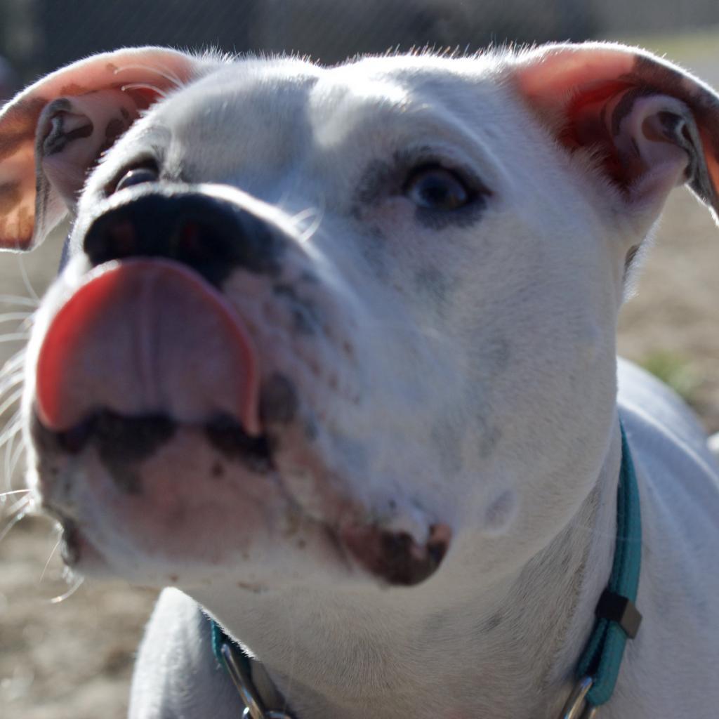 Melo, Adoptable, Adult Male Mixed Breed.