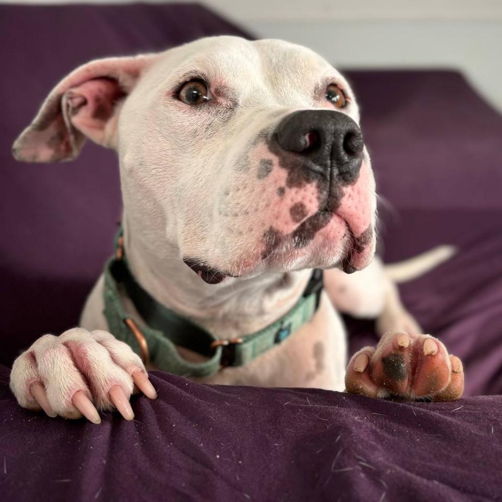 Melo, Adoptable, Adult Male Mixed Breed.