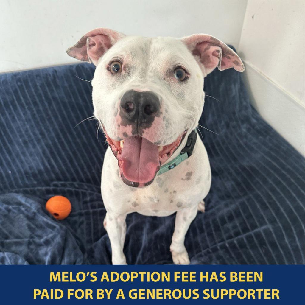 Melo, a Adoptable Mixed Breed in Wantagh, NY image 4/6
