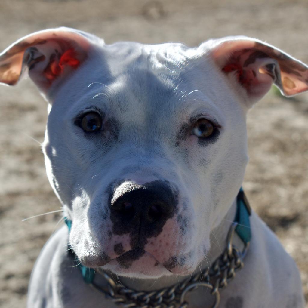 Melo, a Adoptable Mixed Breed in Wantagh, NY image 3/5