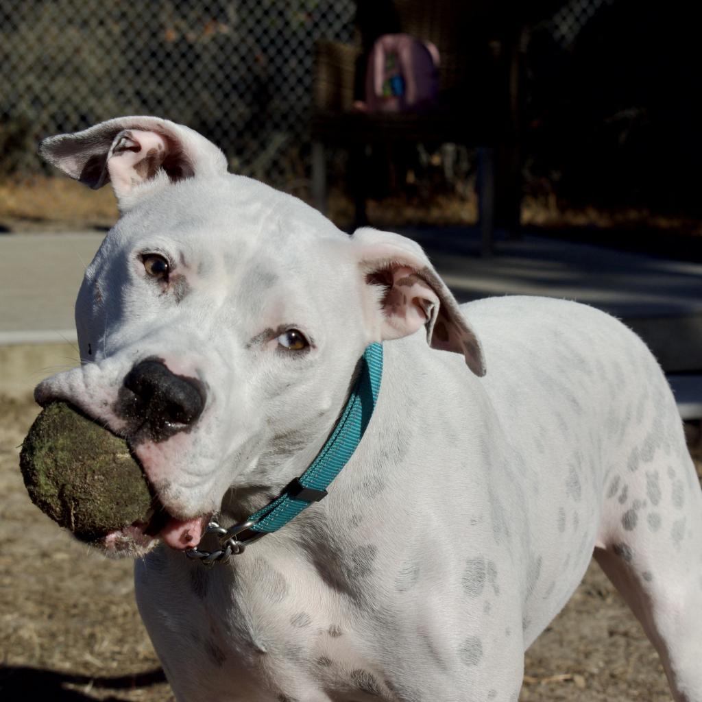 Melo, a Adoptable Mixed Breed in Wantagh, NY image 5/5