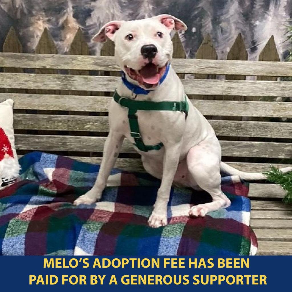 Melo, a Adoptable Mixed Breed in Wantagh, NY image 6/6