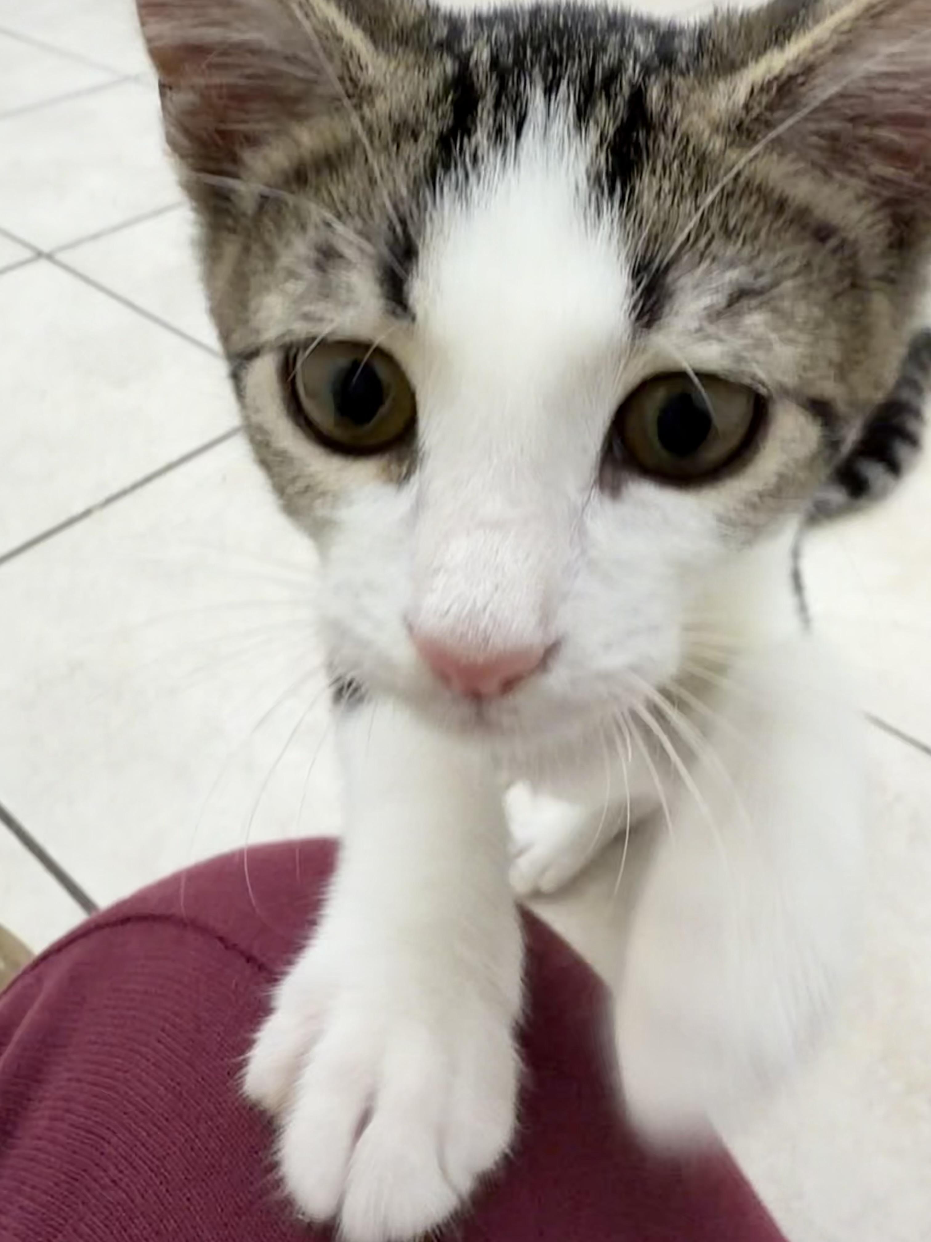 Enlarge Archie, a Adopted Domestic Short Hair in AQUEBOGUE, NY image 1/2