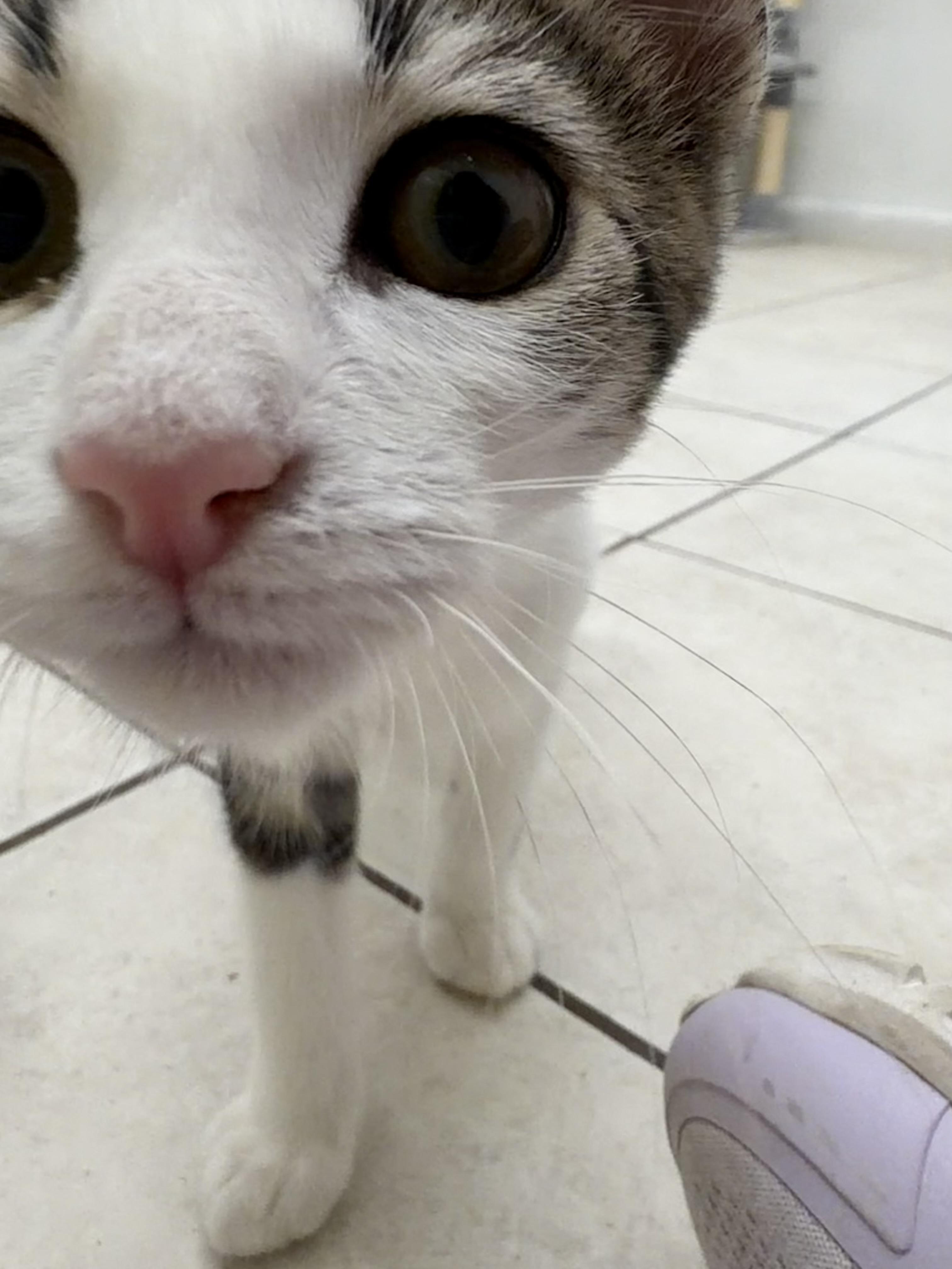 Enlarge Archie, a Adopted Domestic Short Hair in AQUEBOGUE, NY image 2/2