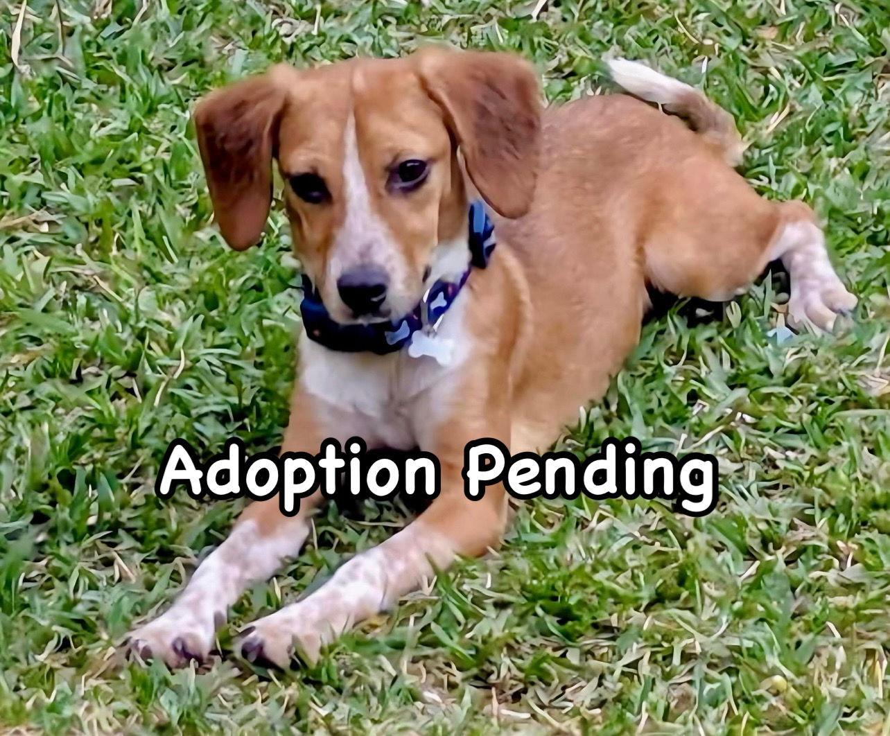 Twinkie, Adoptable, Young Female Beagle.