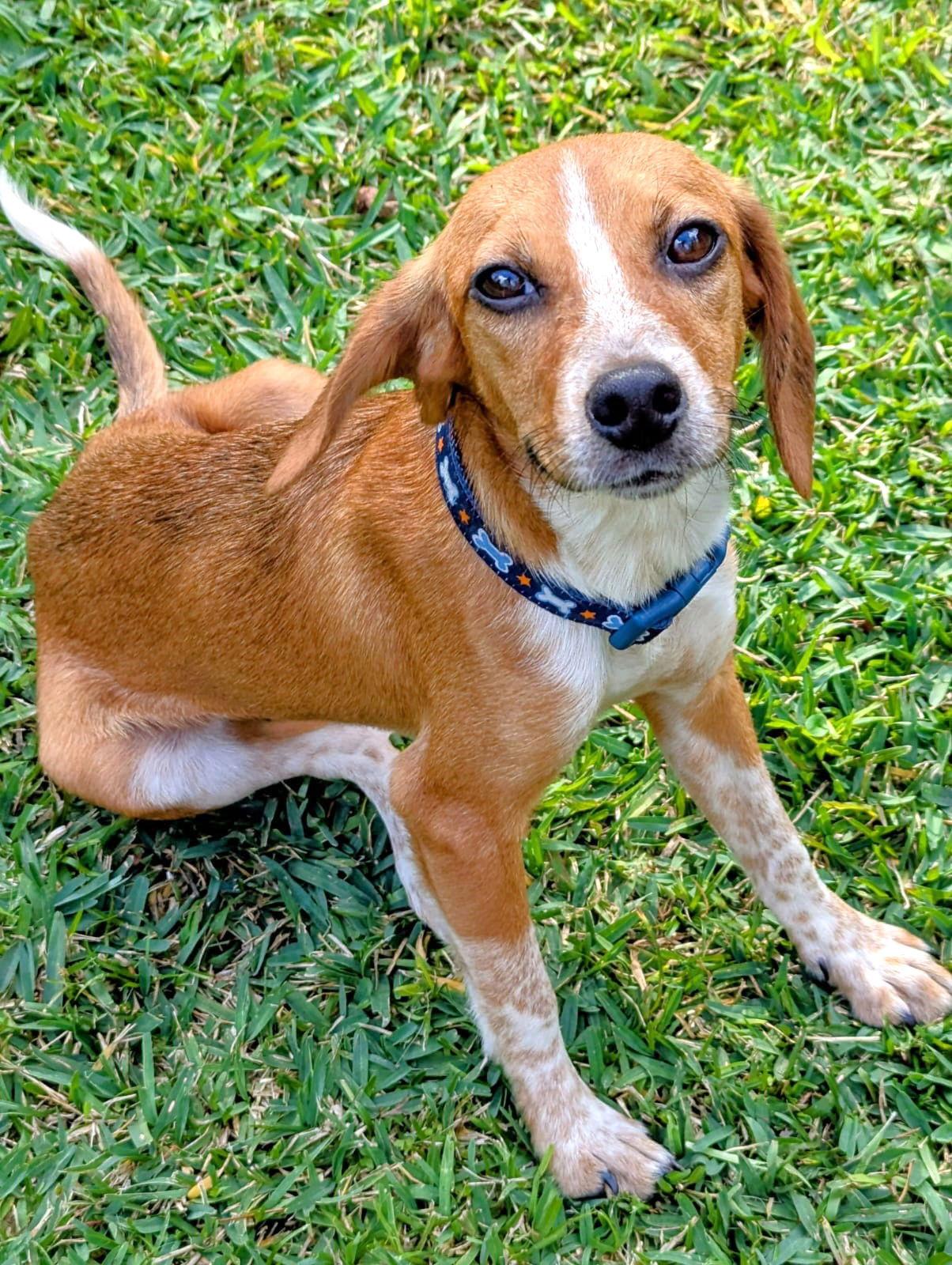 Enlarge Twinkie, a Adoptable Beagle in Dunnellon, FL image 2/3