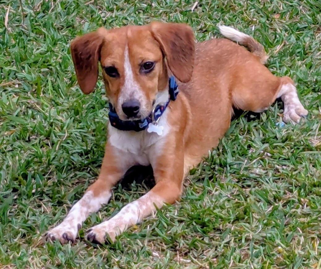Enlarge Twinkie, a Adoptable Beagle in Dunnellon, FL image 3/3