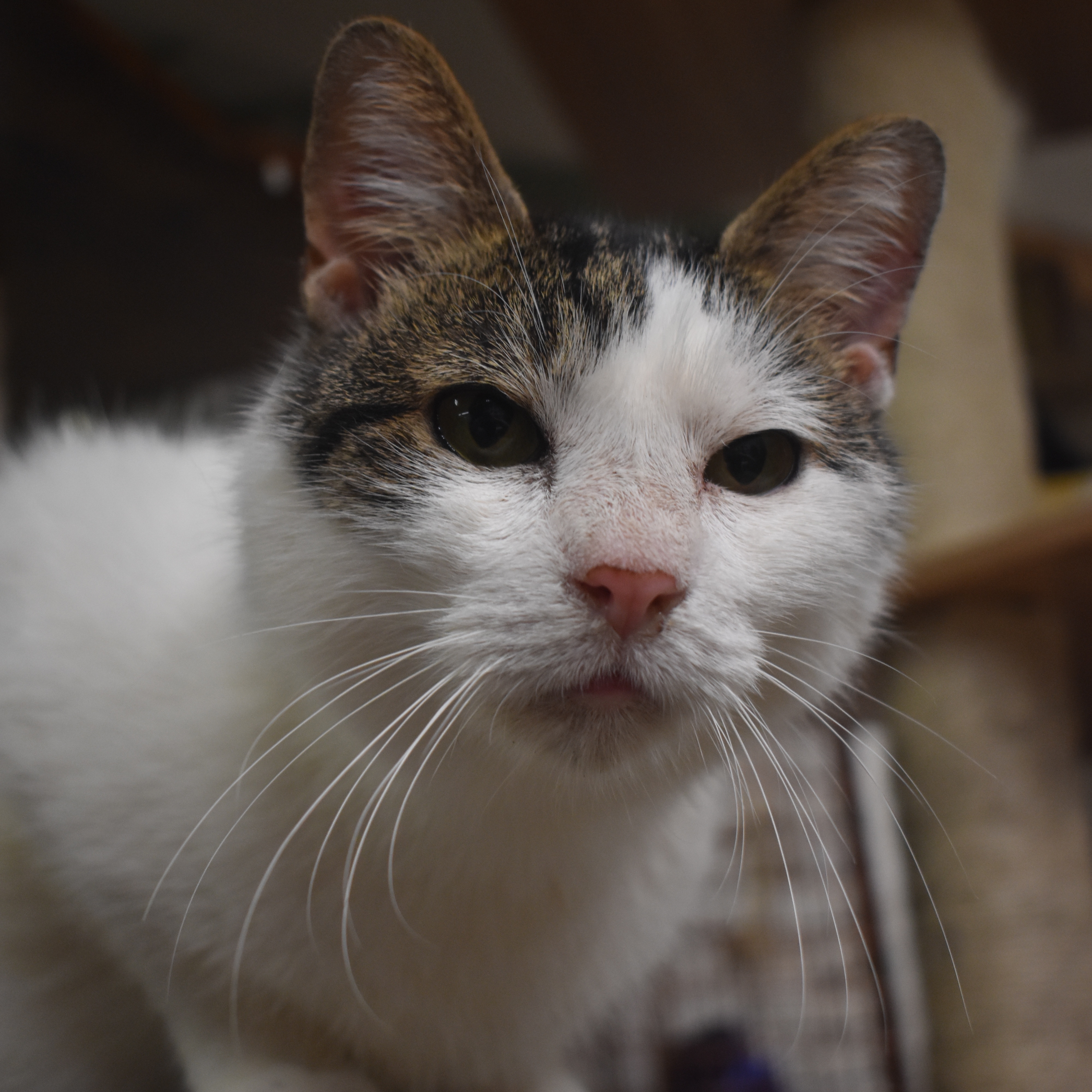 FOX - SNUFFLY FUNNY GIRL, a Adoptable Domestic Short Hair in New York, NY image 2/5
