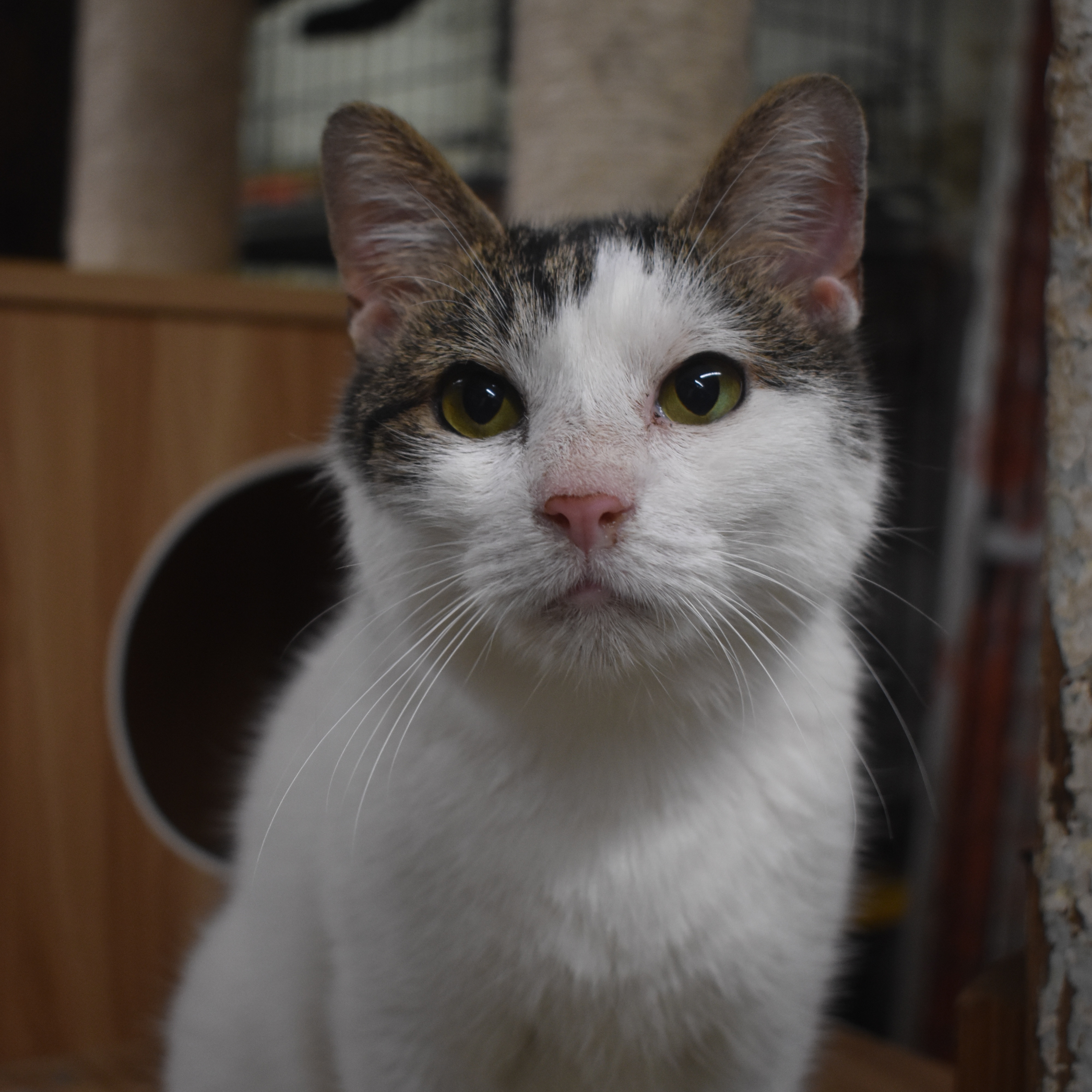 FOX - SNUFFLY FUNNY GIRL, a Adoptable Domestic Short Hair in New York, NY image 1/5