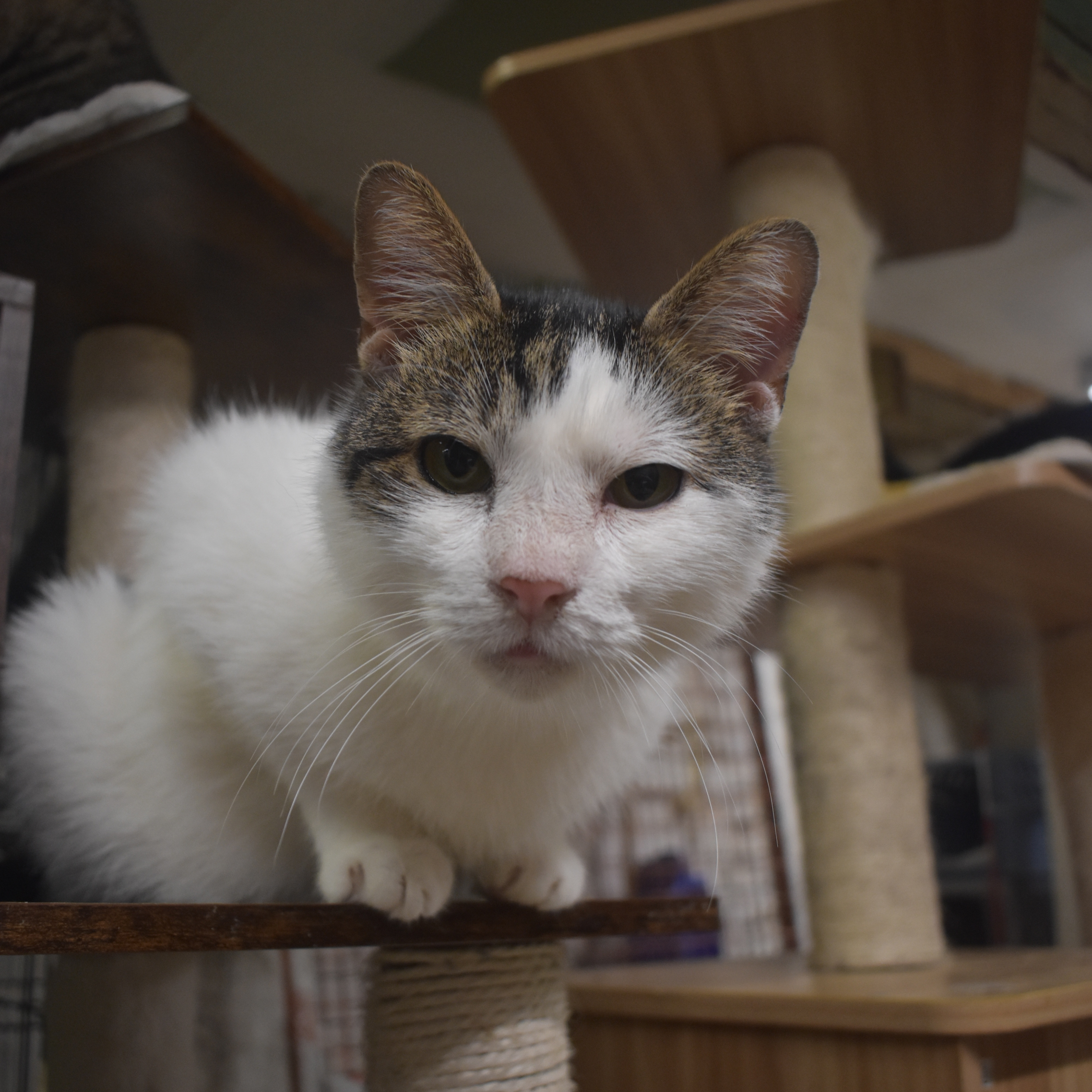 FOX - SNUFFLY FUNNY GIRL, a Adoptable Domestic Short Hair in New York, NY image 3/5