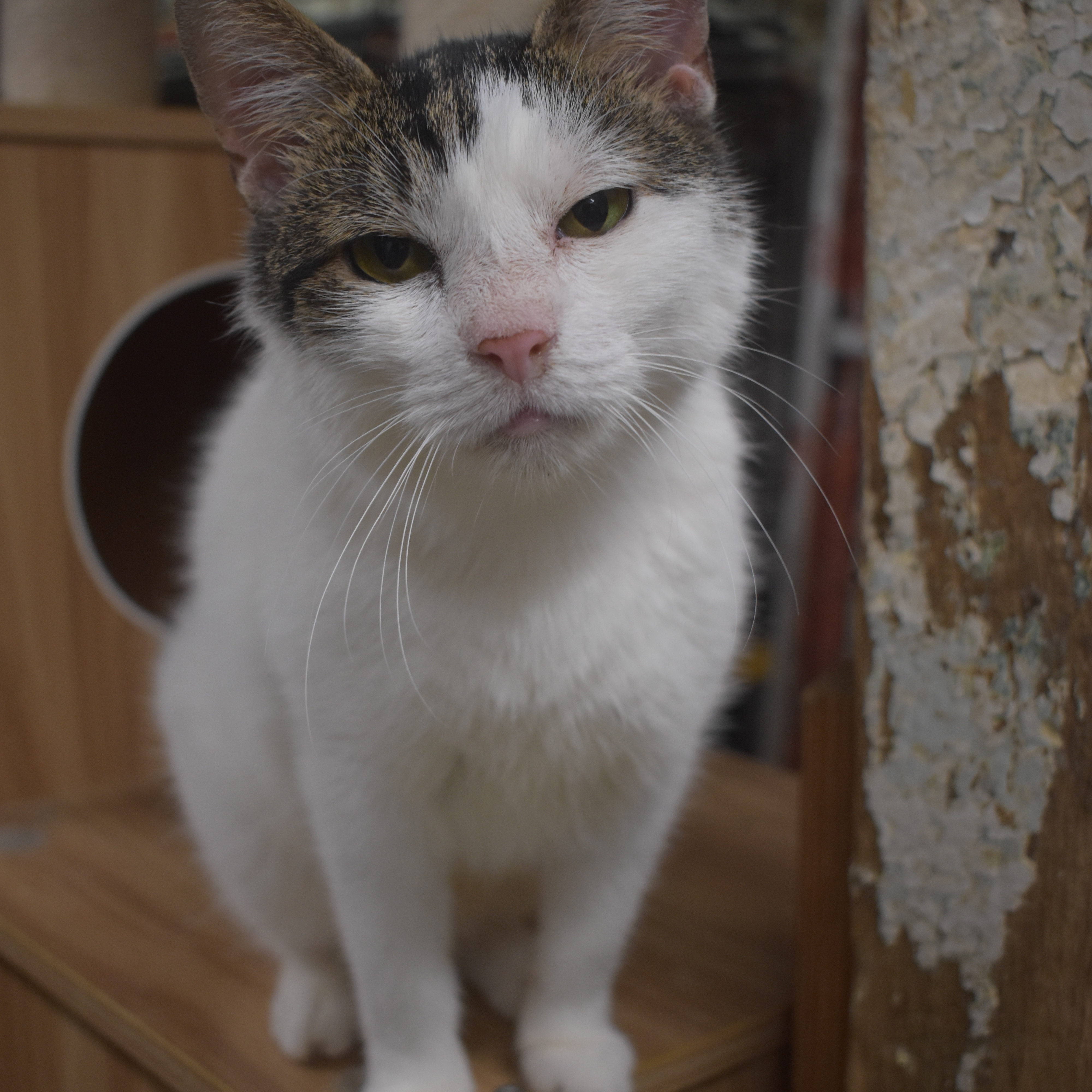 FOX - SNUFFLY FUNNY GIRL, a Adoptable Domestic Short Hair in New York, NY image 4/5