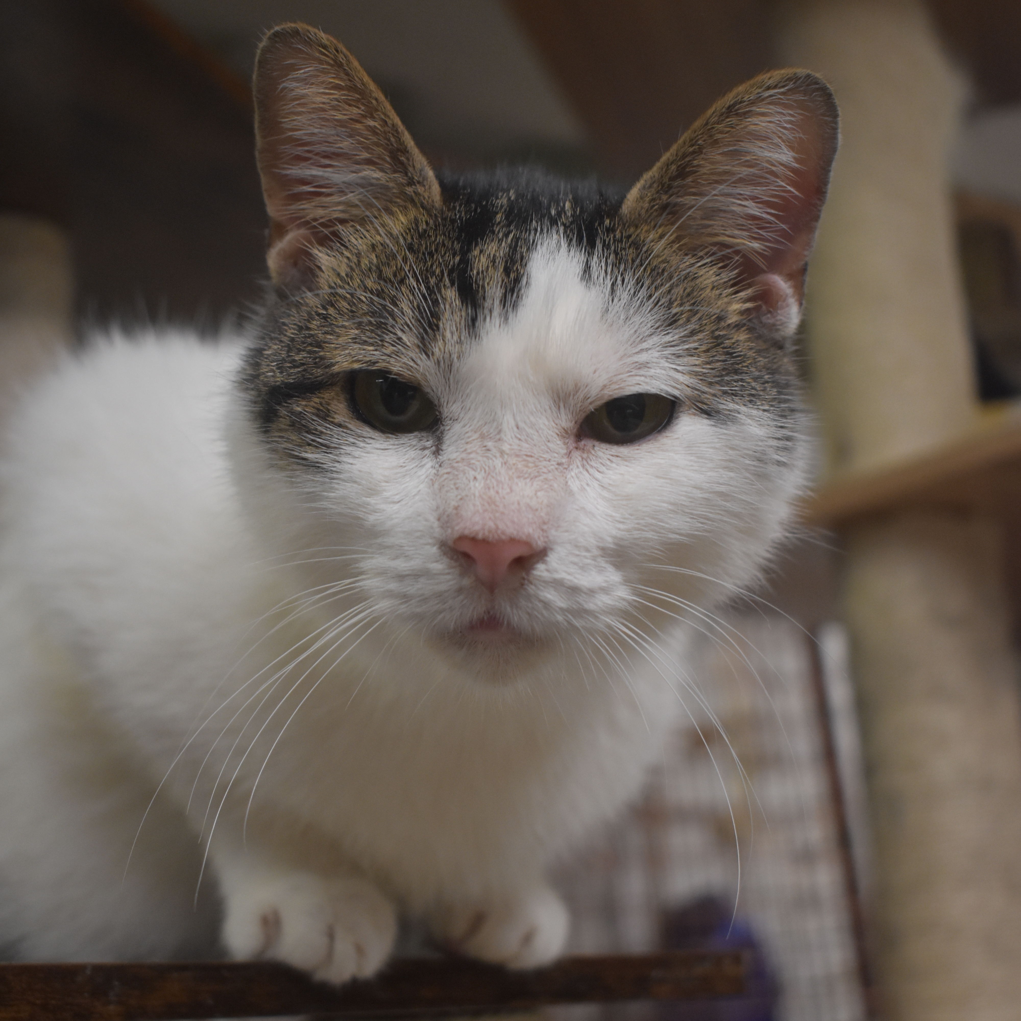 FOX - SNUFFLY FUNNY GIRL, a Adoptable Domestic Short Hair in New York, NY image 5/5