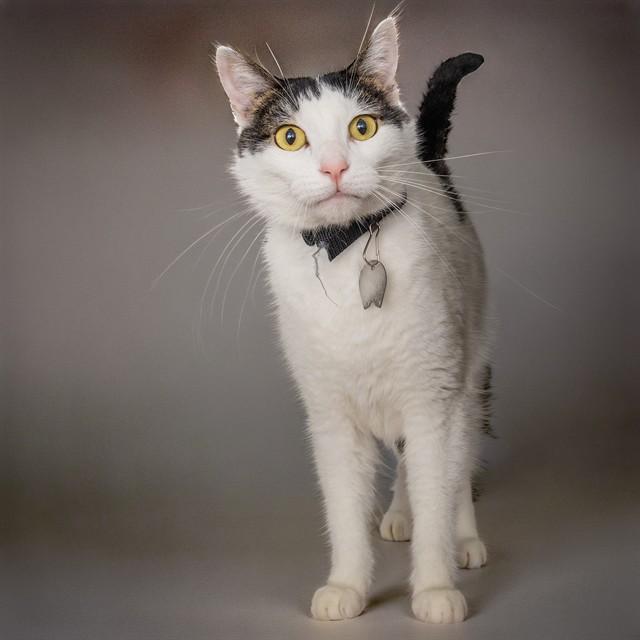FREDDIE, Adoptable, Young Male Domestic Short Hair.