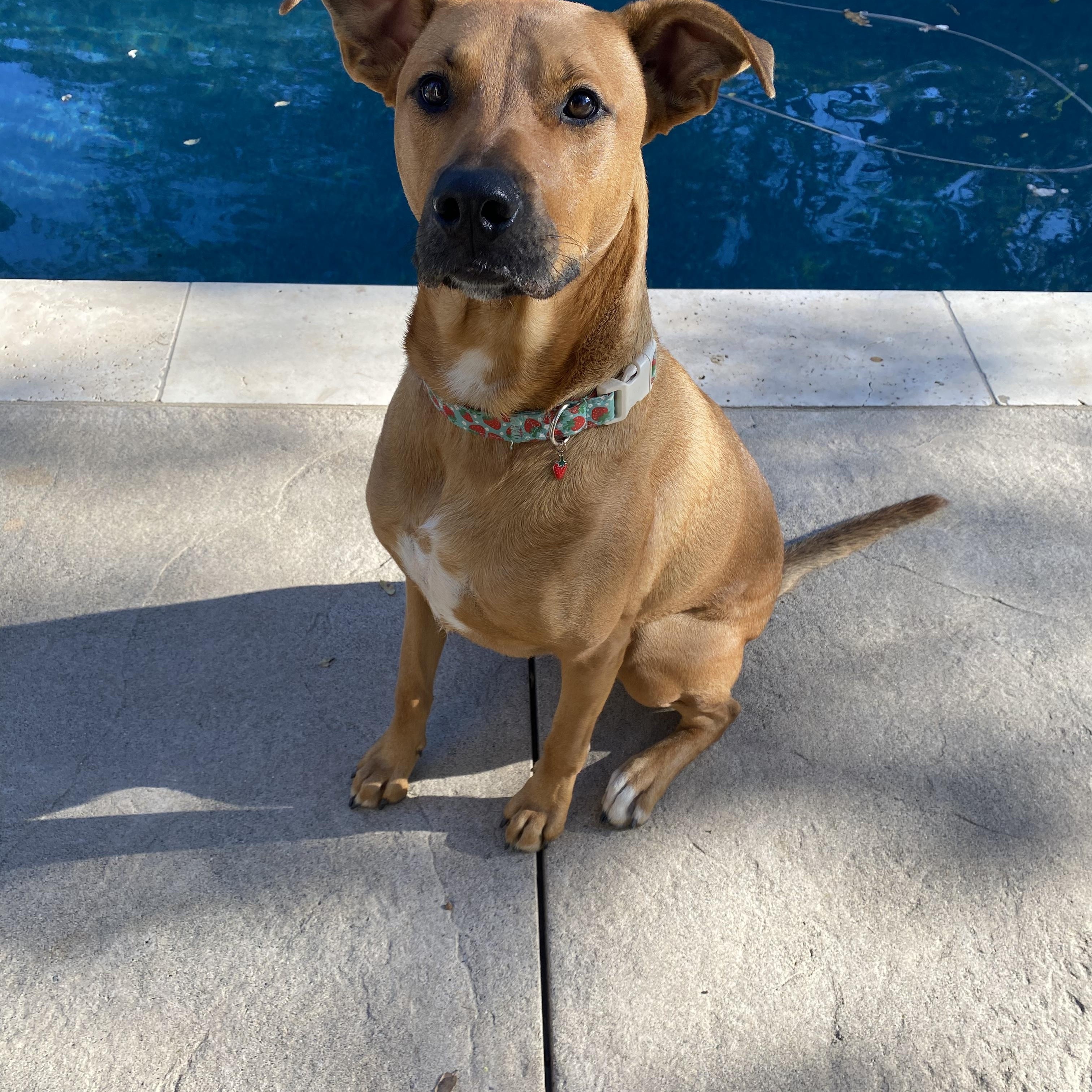 Enlarge Miss Molly, a Adoptable Pit Bull Terrier in Murrieta, CA image 2/5