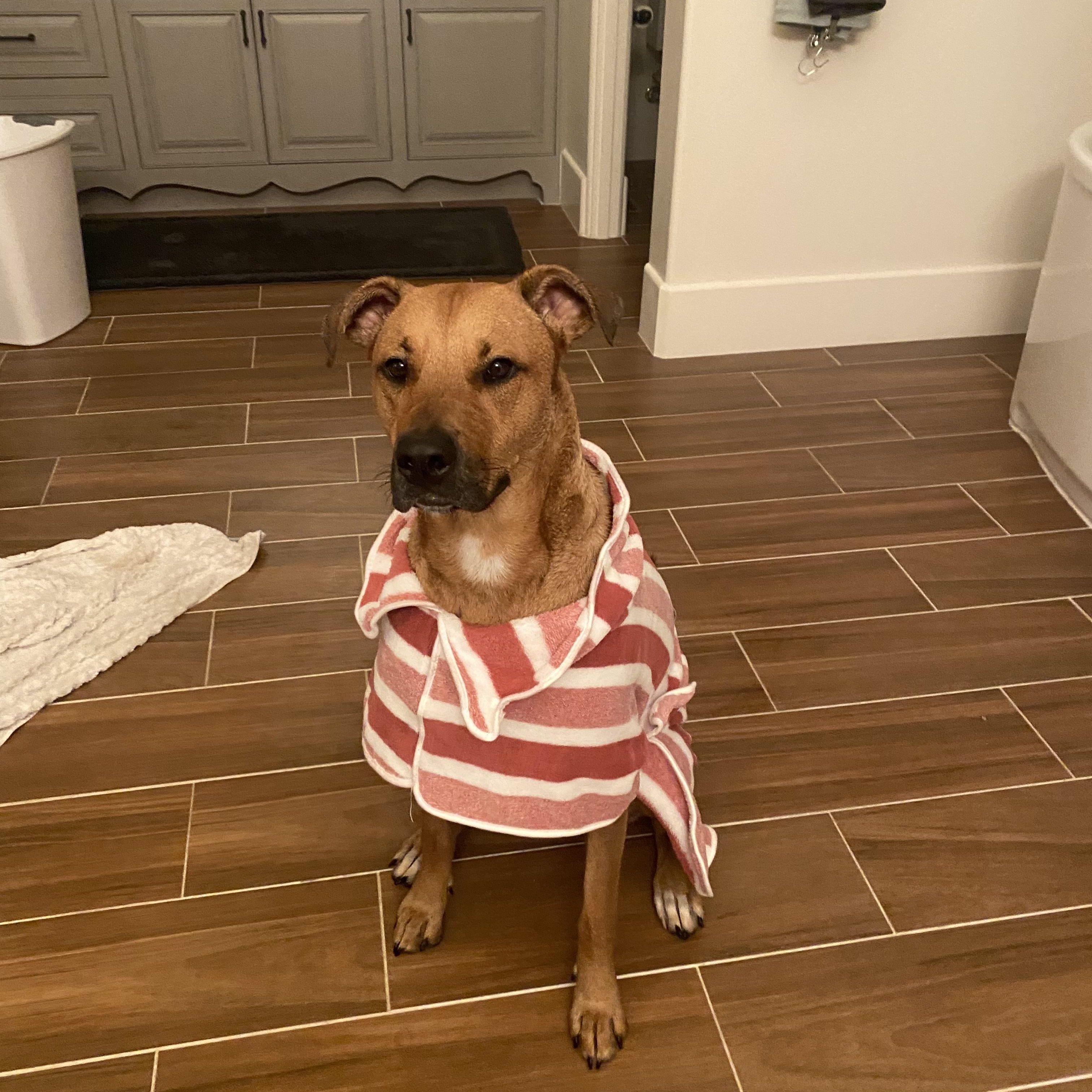 Enlarge Miss Molly, a Adoptable Pit Bull Terrier in Murrieta, CA image 5/5
