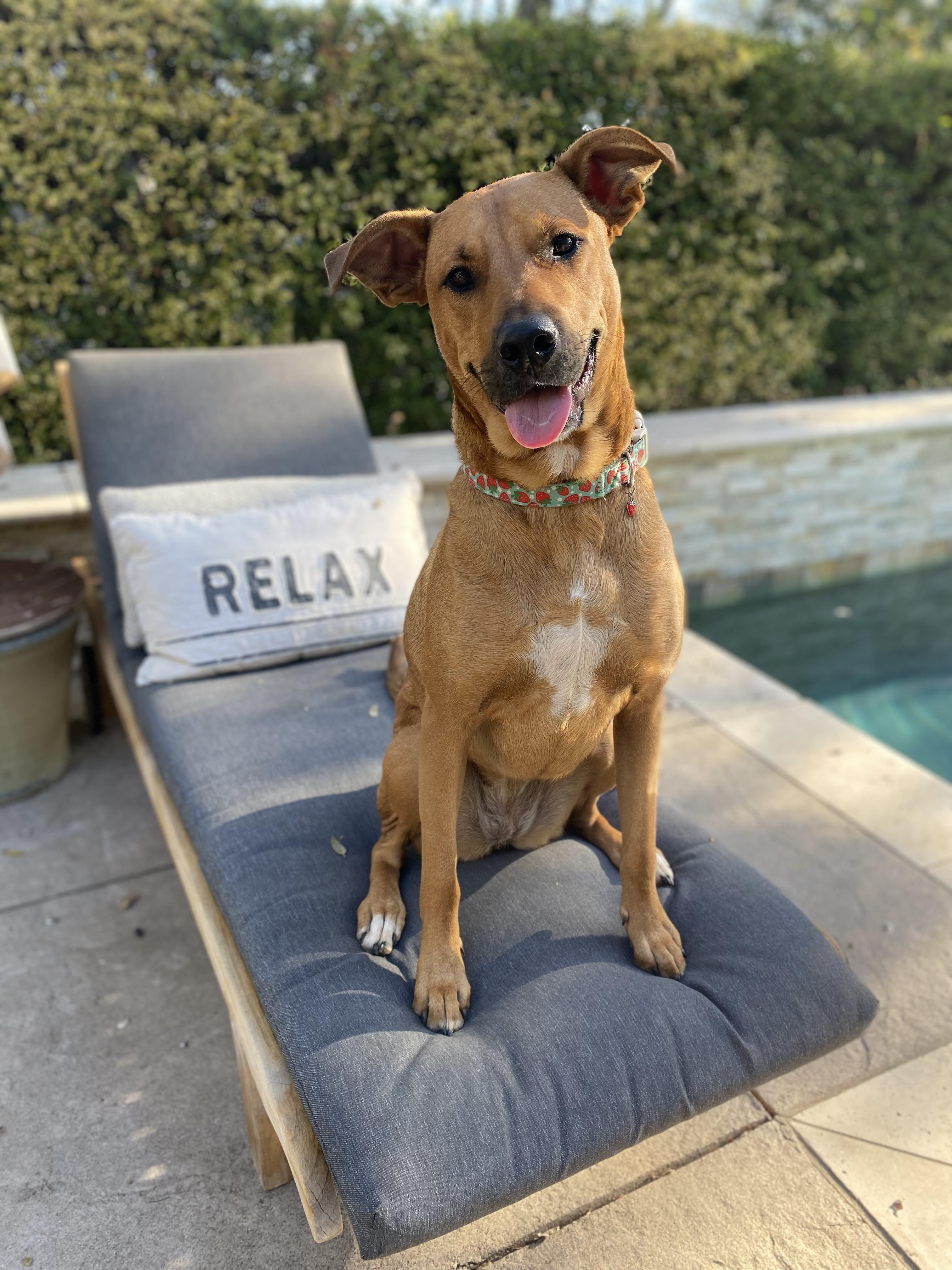 Enlarge Miss Molly, a Adoptable Pit Bull Terrier in Murrieta, CA image 3/5