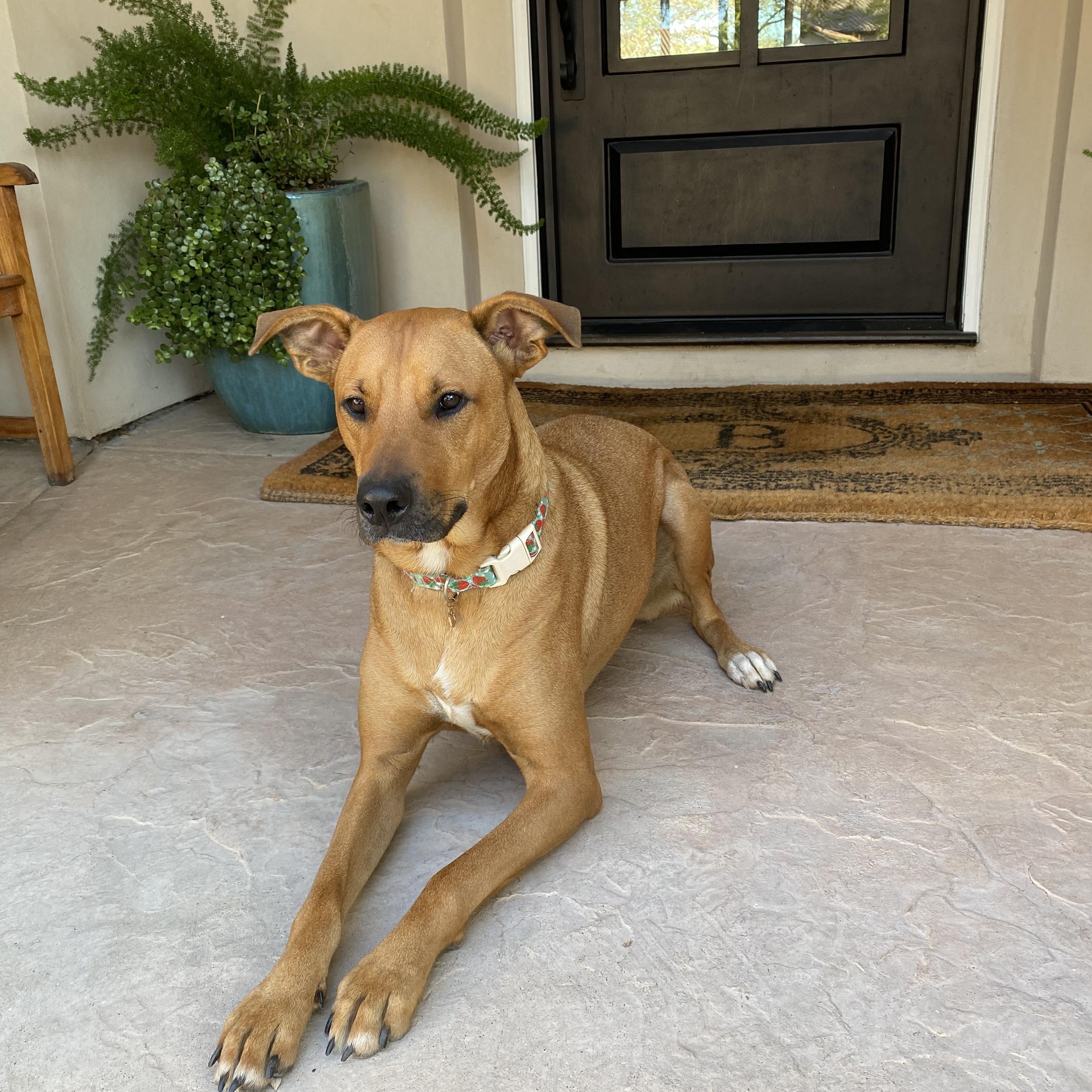 Enlarge Miss Molly, a Adoptable Pit Bull Terrier in Murrieta, CA image 4/5