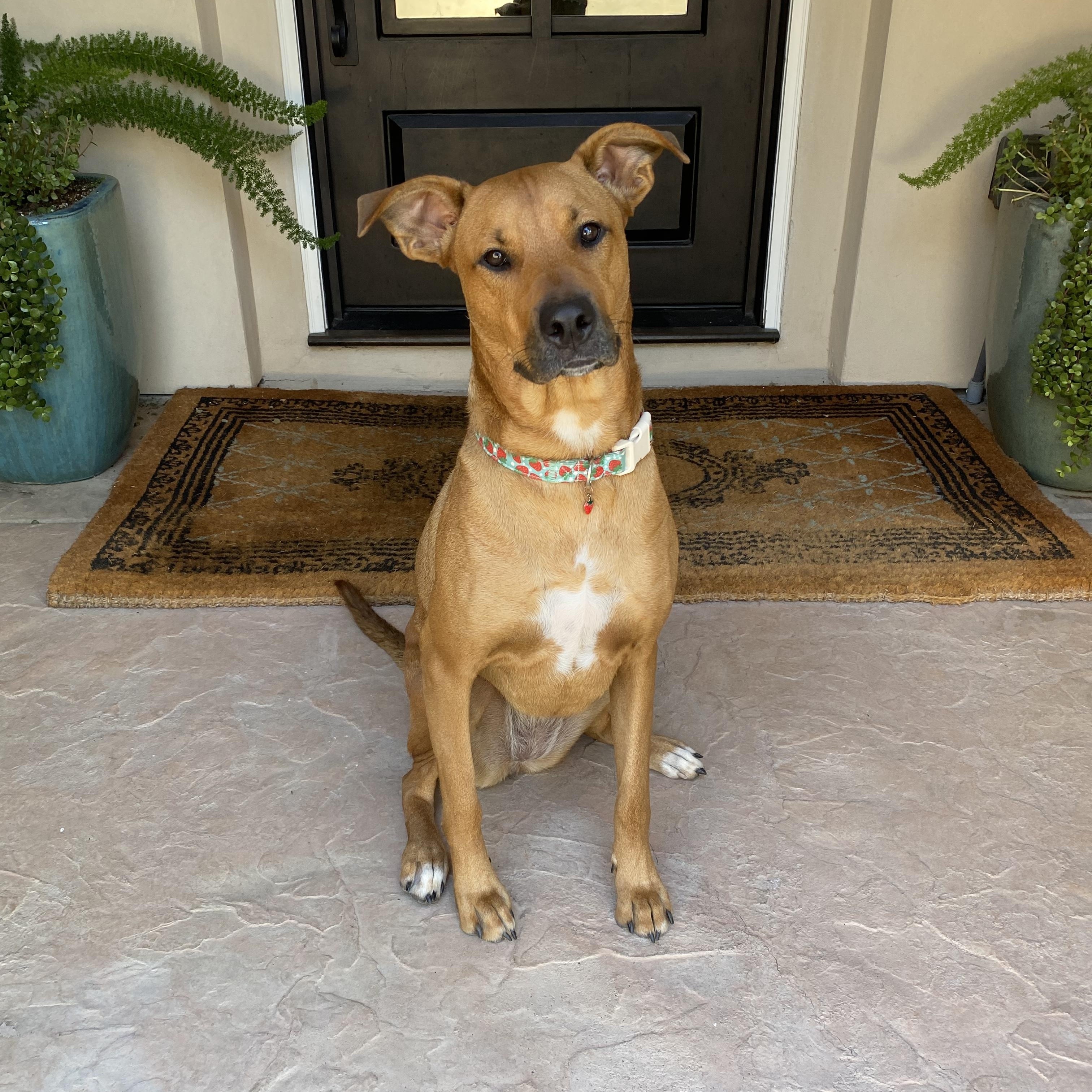 Enlarge Miss Molly, a Adoptable Pit Bull Terrier in Murrieta, CA image 1/5