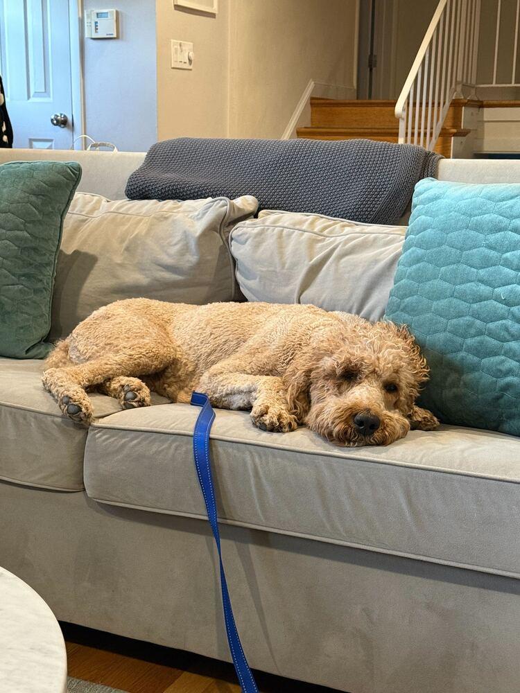 Enlarge Corrine, a Adopted Goldendoodle in Silver Spring, MD image 1/6