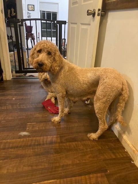 Enlarge Corrine, a Adopted Goldendoodle in Silver Spring, MD image 2/6