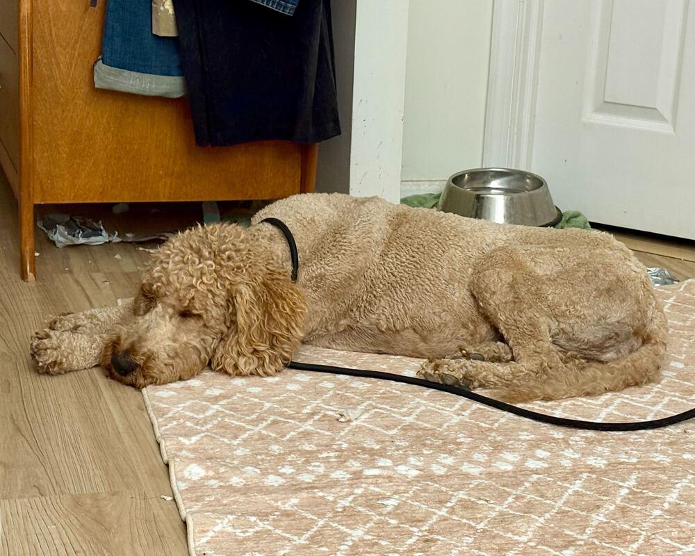 Enlarge Corrine, a Adopted Goldendoodle in Silver Spring, MD image 4/6