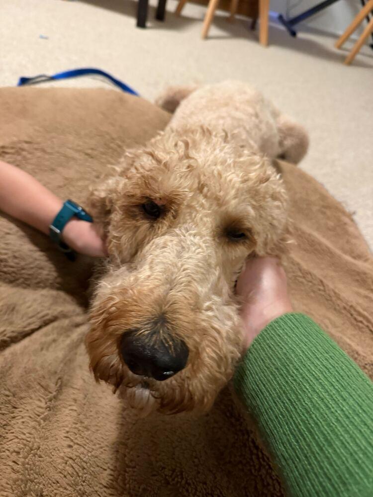 Enlarge Corrine, a Adopted Goldendoodle in Silver Spring, MD image 6/6