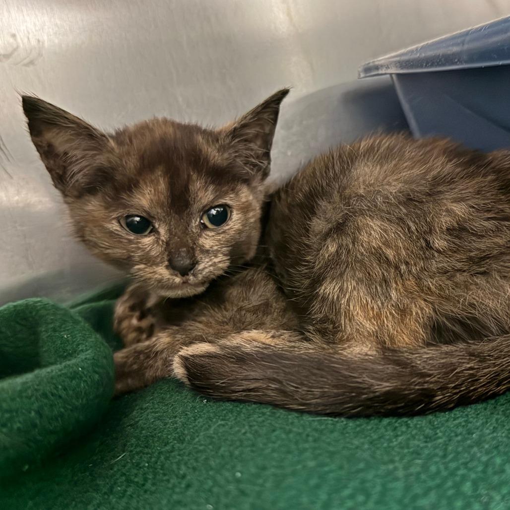 Purrcilla, a Adoptable Domestic Short Hair in Fresno, CA image 1/3