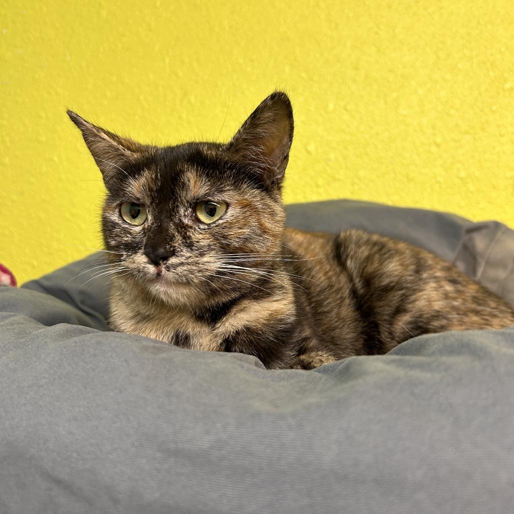 Enlarge Purrcilla, a Adoptable Domestic Short Hair in Fresno, CA image 1/2