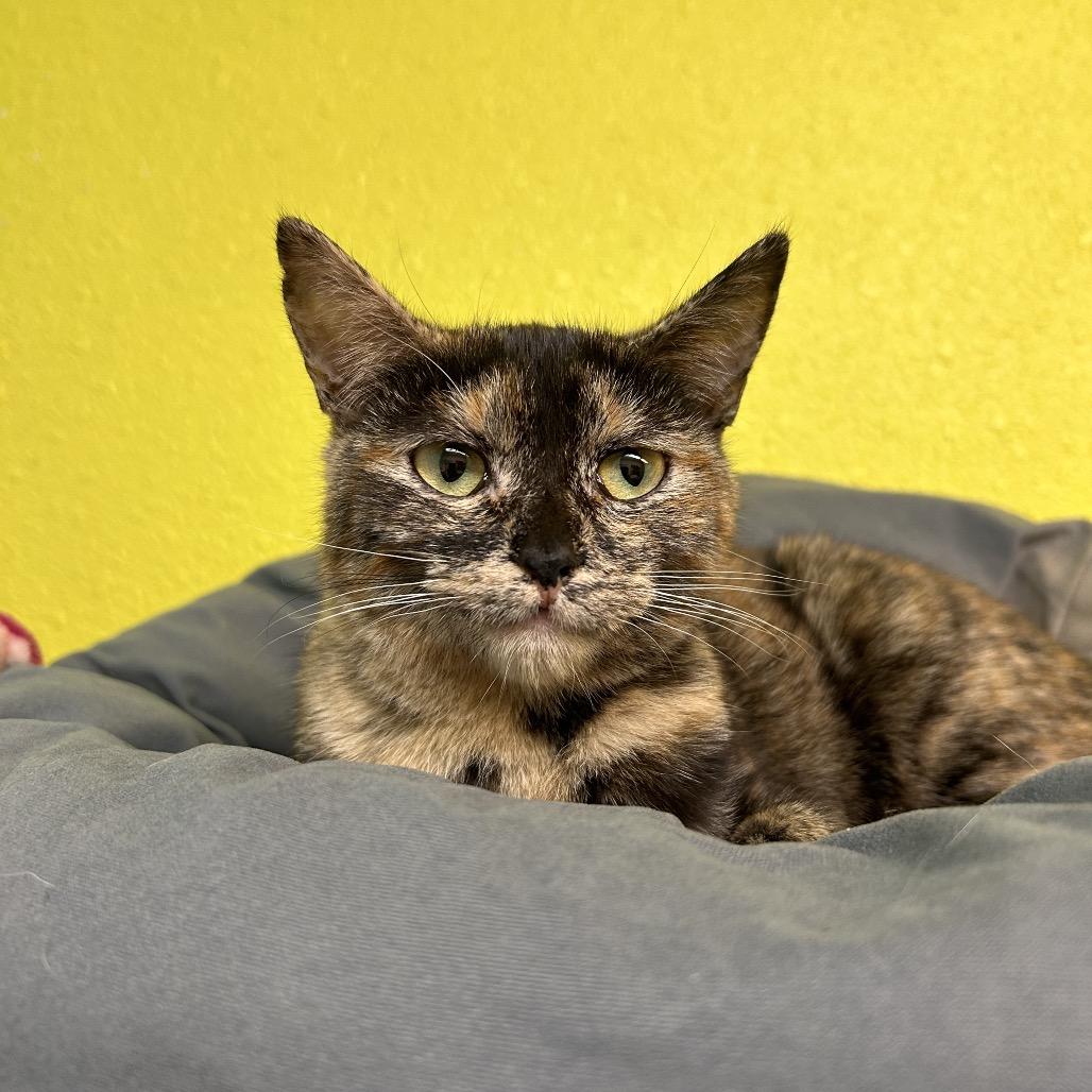 Enlarge Purrcilla, a Adoptable Domestic Short Hair in Fresno, CA image 2/2