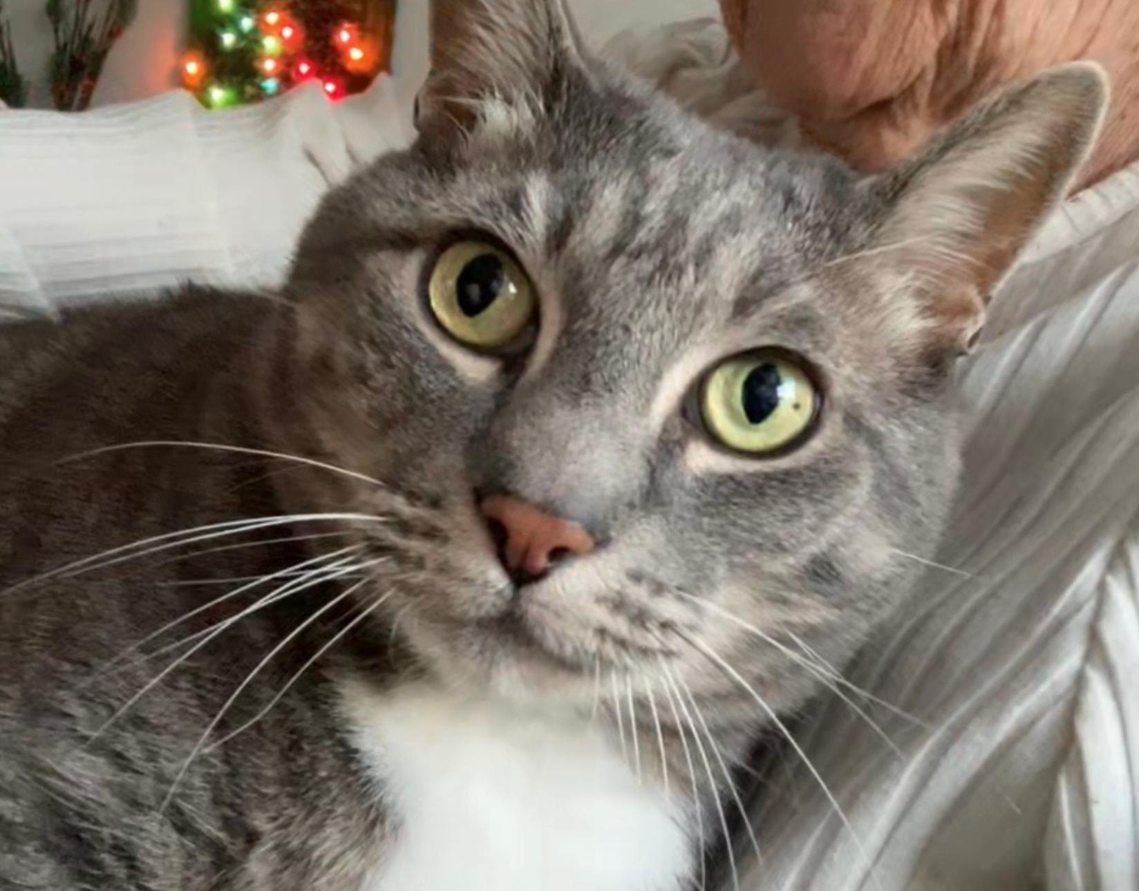 Enlarge Dumbledore, a Adoptable American Shorthair in Charlotte, NC image 1/3