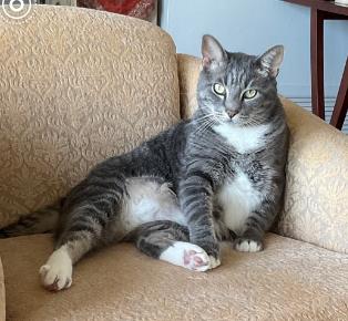 Enlarge Dumbledore, a Adoptable American Shorthair in Charlotte, NC image 2/3