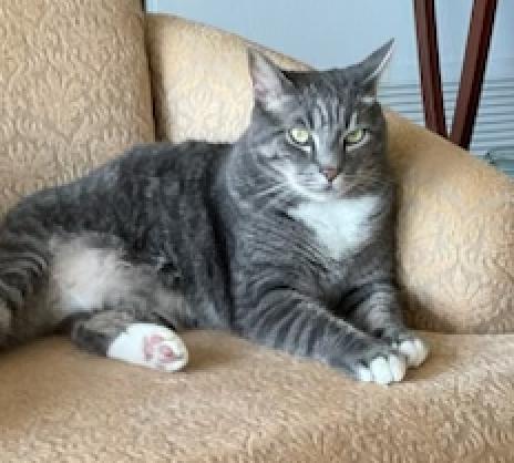 Enlarge Dumbledore, a Adoptable American Shorthair in Charlotte, NC image 3/3