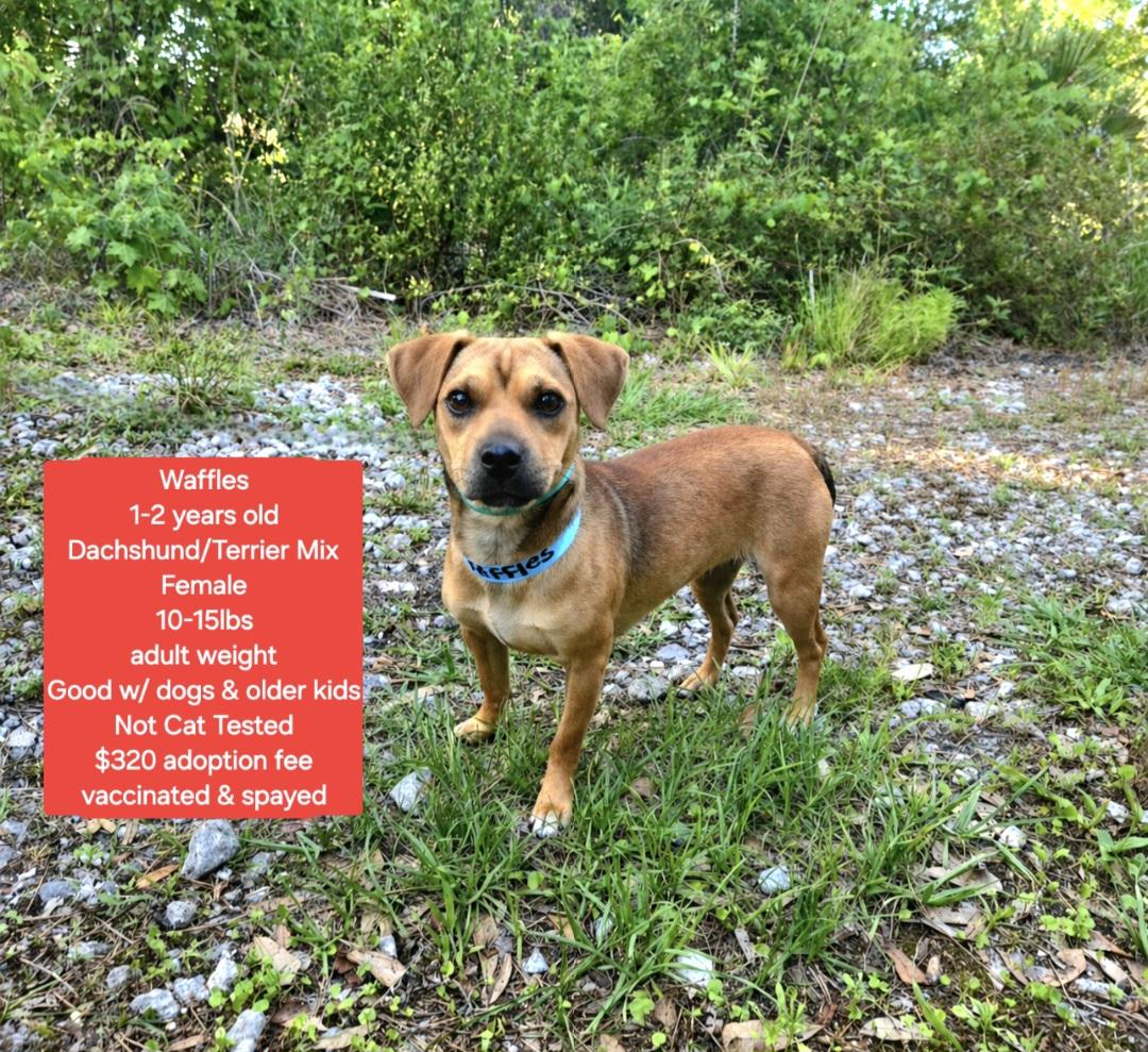 Enlarge Waffles, a ADOPTABLE mixed breed in Oviedo, FL image 1/1