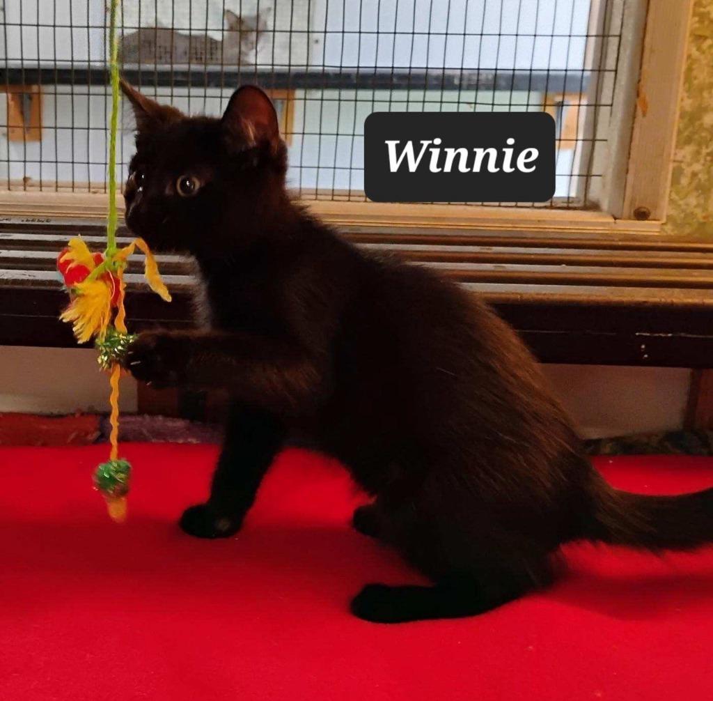 Winnie, Adoptable, Kitten Female Domestic Short Hair.