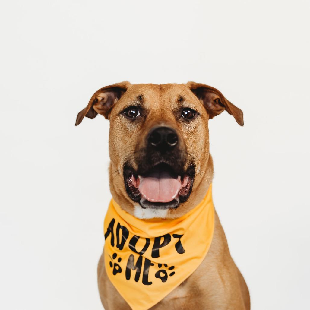 Ms. Scooby, Adoptable, Young Female Mixed Breed.