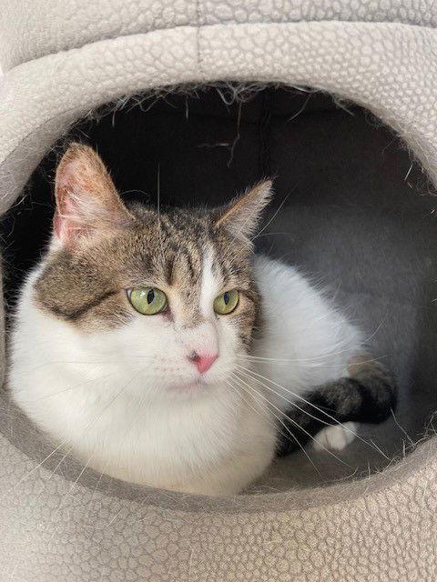 Enlarge Sabrina Fair, a Adoptable Tabby in Southaven, MS image 1/3