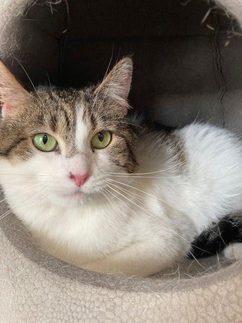 Enlarge Sabrina Fair, a Adoptable Tabby in Southaven, MS image 2/3