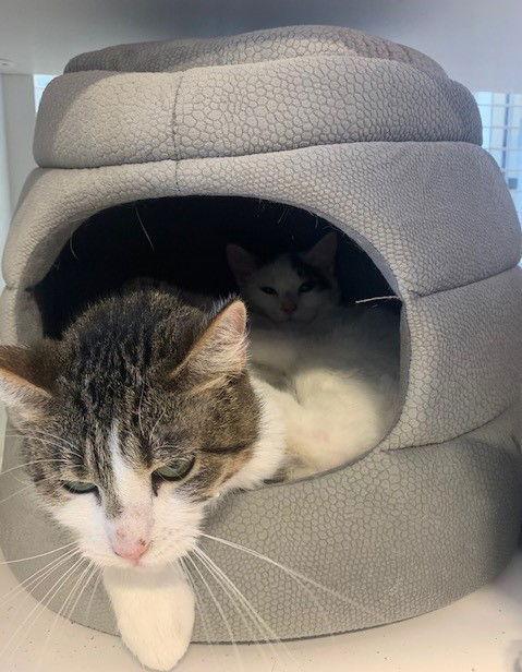 Enlarge Sabrina Fair, a Adoptable Tabby in Southaven, MS image 3/3