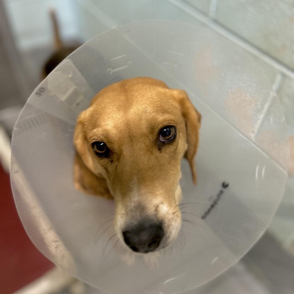 Enlarge Gravy, a Adoptable Hound in Troy, VA image 1/6