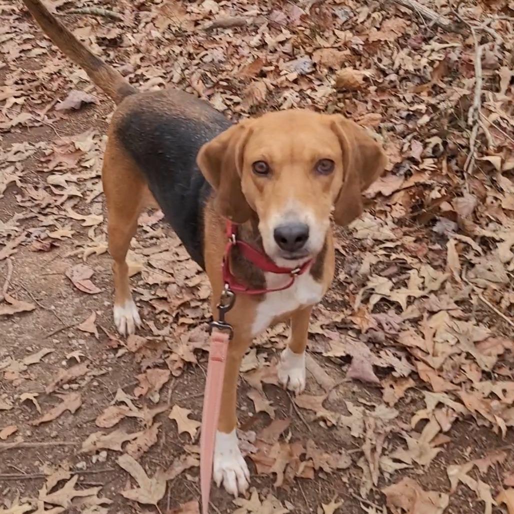 Enlarge Gravy, a Adoptable Hound in Troy, VA image 2/6