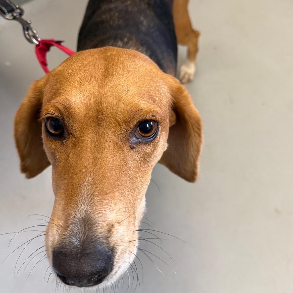 Enlarge Gravy, a Adoptable Hound in Troy, VA image 3/6