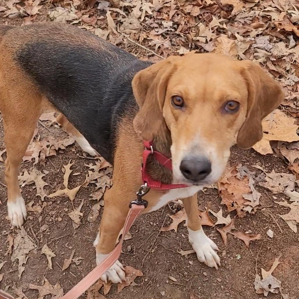 Enlarge Gravy, a Adoptable Hound in Troy, VA image 4/6