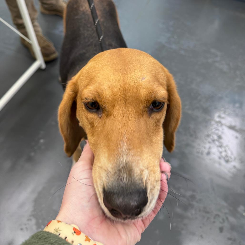 Enlarge Gravy, a Adoptable Hound in Troy, VA image 6/6