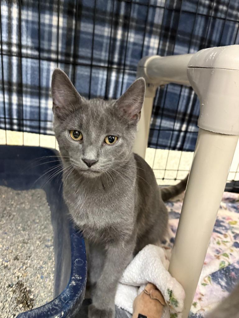 Enlarge Smoke, a Adopted Russian Blue in Black River Falls, WI image 1/1